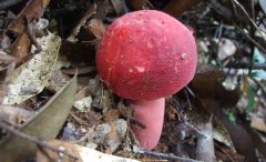 毒蘑菇顏色艷,一起煮大蒜會(huì)發(fā)黑?真的嗎?